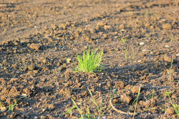 Gras wächst auf einem Acker
