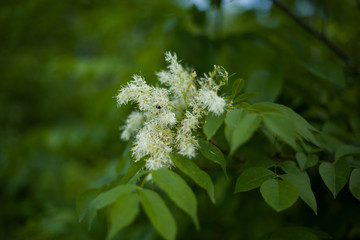 Mountain shrubs in the spring