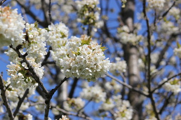 Weiße Blüten auf einem Apfelbaum