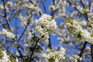 Frühling: Apfelbaum in voller Blüte