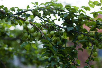 Close up branch with green cherries