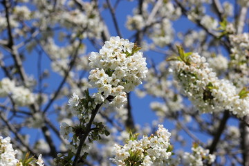Blühender Apfelbaum