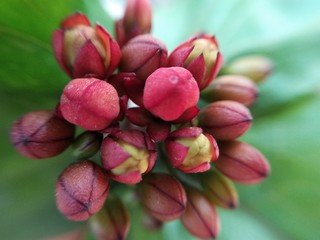 A picture of red flower buds