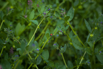 Ladybird on a meadow with green grass