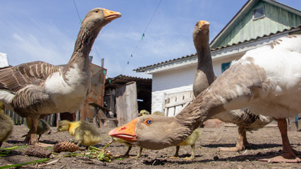 Aggressive home goose, next to small yellow goslings. Against the background of household.