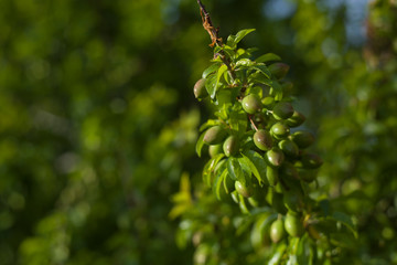 Close up branch with green cherries