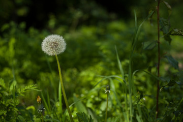 Dandelion on a green meadow in a forest