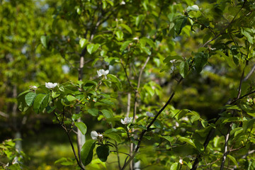 Garden with young fruit trees