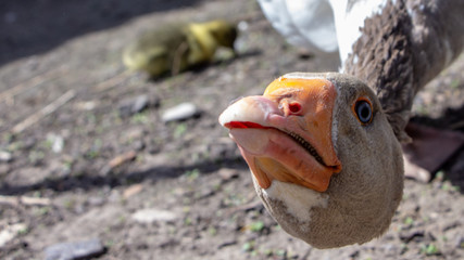 Aggressive home goose, next to small yellow goslings. Against the background of household.