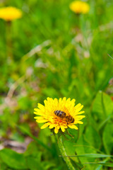Bee collects nectar on the yellow dandelion