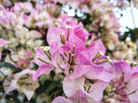 Fresh bougainvillea flowers in the park.
