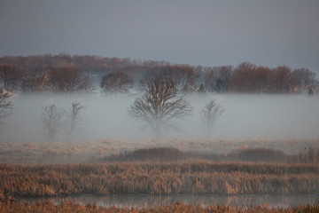 Wisconsin countryside under fog, sunrise spring,  morning sun