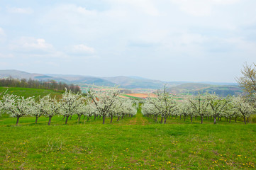 Fototapeta premium White fruit flower on the trees