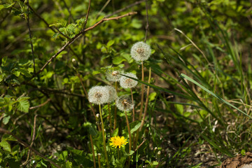 Dandelions in a forest