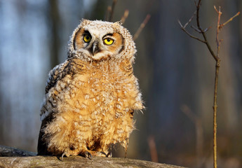 Juvenile Great hornet owl (Bubo virginianus) perched on the branch after left a nest.Nature scene from Wisconsin.