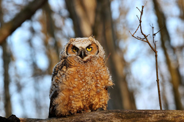 Juvenile Great hornet owl (Bubo virginianus) perched on the branch after left a nest.Nature scene from Wisconsin.