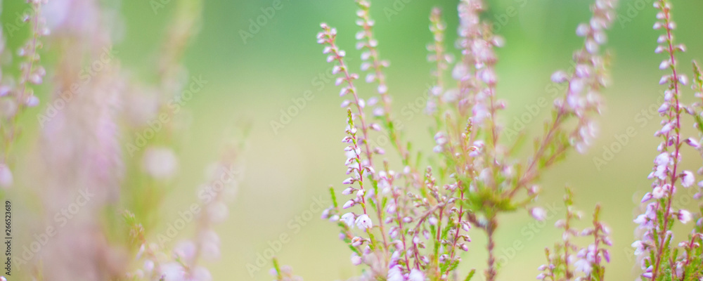 Canvas Prints banner - website header template - flowers roses webdesign - webdevelopment - nature