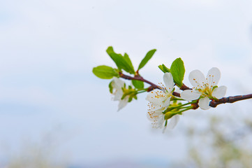 White fruit flower on the trees
