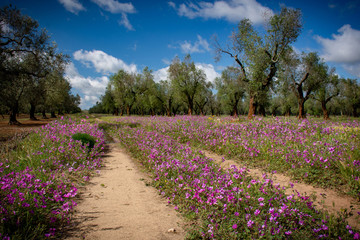 Primavera - La stradina fiorita