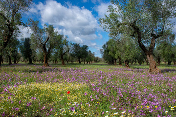 Fototapeta premium L'oliveto e i colori della campagna