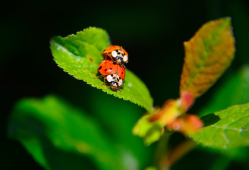 Obraz premium ladybug on a leaf