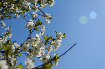 Cherry branches with blooming flowers in spring in the wind	