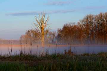 Isolated dry old Tree in Pond, beautiful scenery ,wonderful morning in misty haze