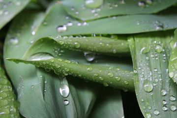 Dew, water drops on the leaves of Convallaria majalis common Lily of the valley 