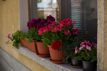 Pots with a Pelargonium flowers on a window sill