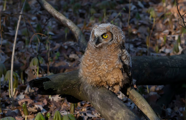 Juvenile Great hornet owl (Bubo virginianus) perched on the branch after left a nest.Nature scene from Wisconsin.