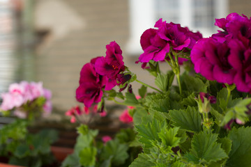 Pelargonium flowers closeup. Garden pelargonium or Pelargonium zonale.