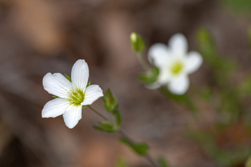 Macrophotographie de fleur sauvage - Arenaria montana