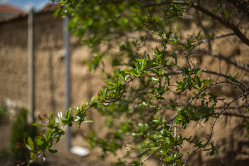 Close up young tree pomegranate