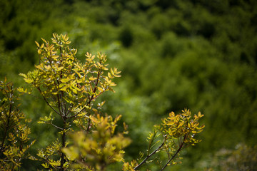 Mountain shrubs in the spring