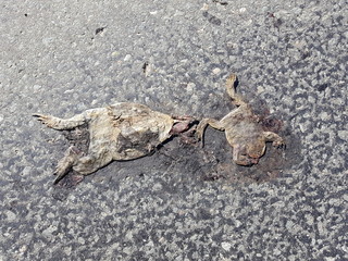 Zwei tote Frösche (Kröten) auf einer Straße