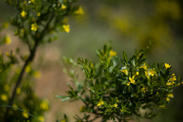 Yellow flower bush in a forest