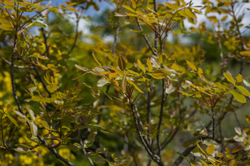 Mountain shrubs in the spring