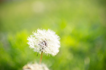 タンポポの綿毛