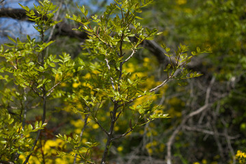 Mountain shrubs in the spring