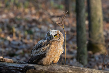 Juvenile Great hornet owl (Bubo virginianus) perched on the branch after left a nest.Nature scene from Wisconsin.