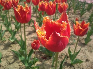 Obraz premium red tulips in the garden