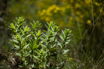 Mountain shrubs in the spring