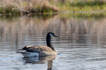 Canada Goose, Branta canadensis,  in the water surface, animal in the nature lake ,grass habitat