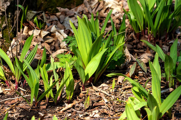  Wild garlic, Allium ursinum ,known as  ramsons, buckrams, broad-leaved garlic, wood garlic, bear leek or bear's garlic.  