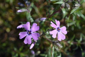 Creeping Phlox