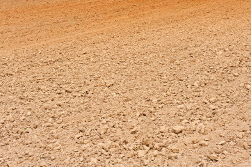 Land and young green wheat