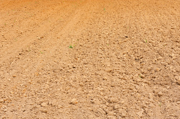 Land and young green wheat