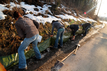 krötenwanderung,kröte,kroete,amphibien,tiere,tiere