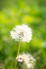 タンポポの綿毛