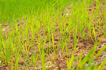 Land and young green wheat